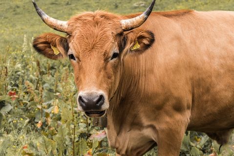 Das Friedrich-Loeffler-Institut bestätigt, dass ein Rind aus dem Eifelkreis Bitburg-Prüm mit der Blauzungenkrankheit infiziert ist.