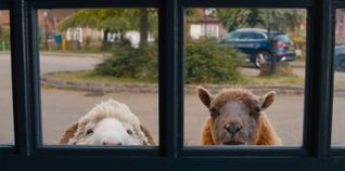 Die tierischen Ermittler kommen ins Open-Air-Kino.