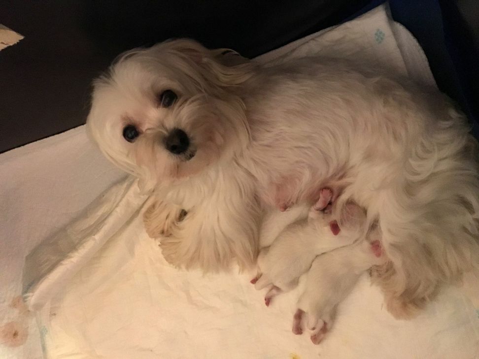 Dieser Malteser-Hund mit seinen Welpen wird derzeit noch von der Züchterin betreut.