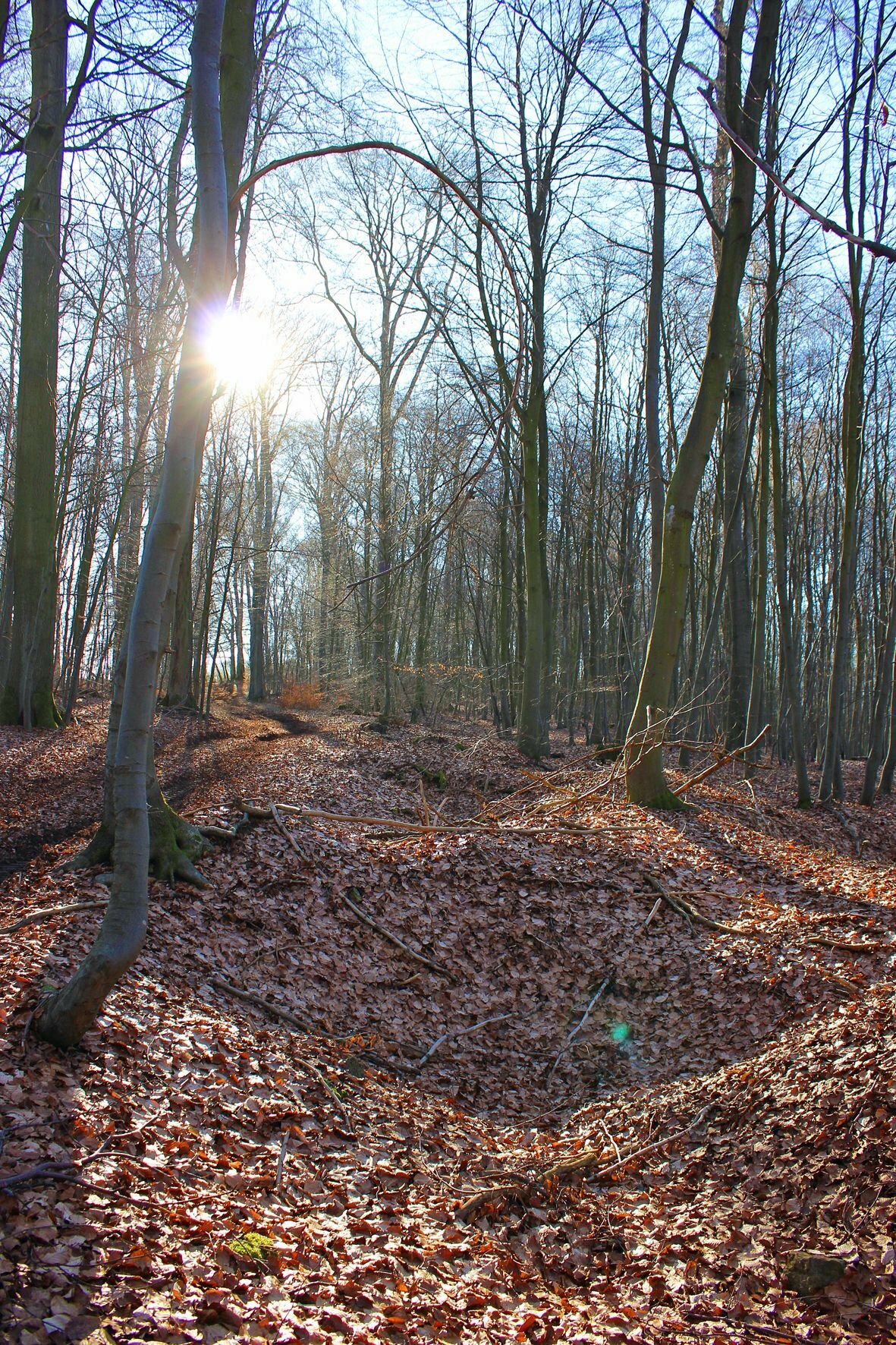 Tiefes Loch im Wald zwischen Urft und Wahlen Kreis Euskirchen