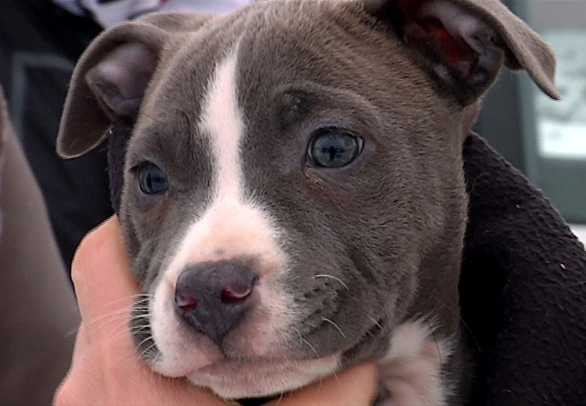 Neue Betrugsmasche: Polizei warnt vor Welpenkauf im Internet - Stadt ...