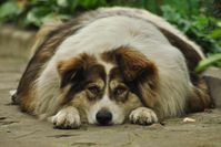 Pixabay.com © Ihtar CCO Public Domain
Auch Hunde sind von Übergewicht betroffen: In Deutschland hat mehr als die Hälfte von ihnen zu viel auf den Rippen.