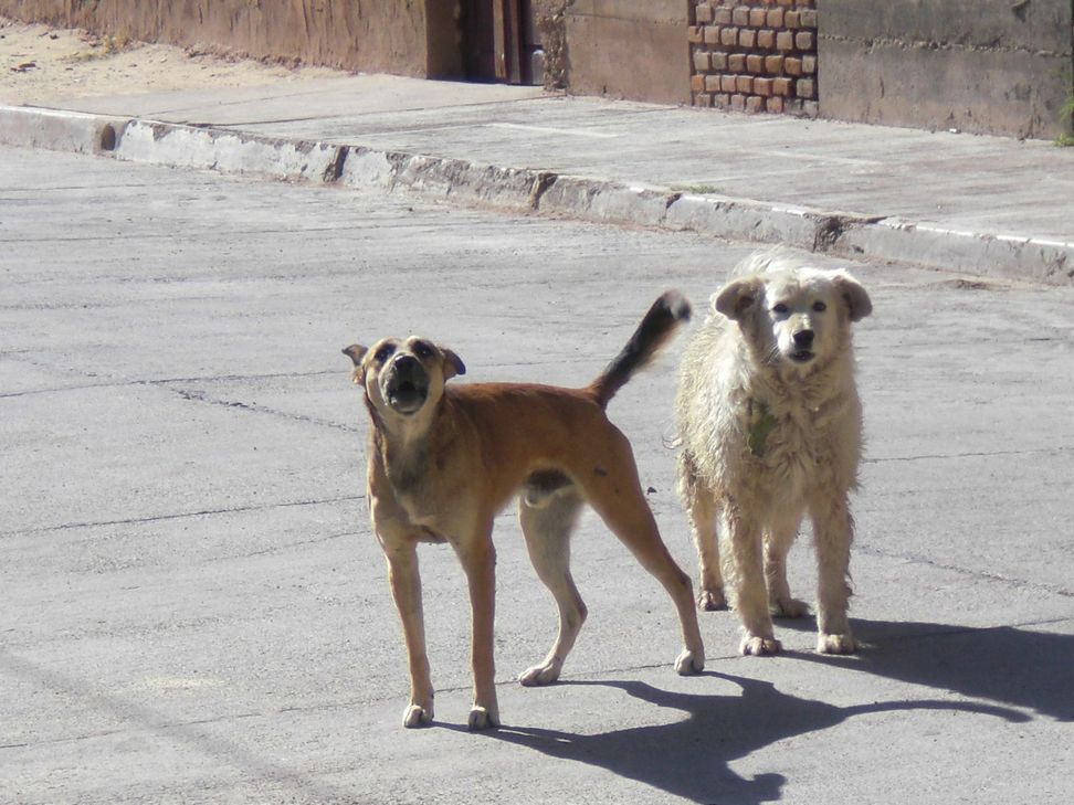 Symbolfoto: Klaus Desinger