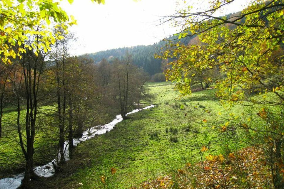 Die Auenlandschaft im Tiefenbachtal wird durchwandert.