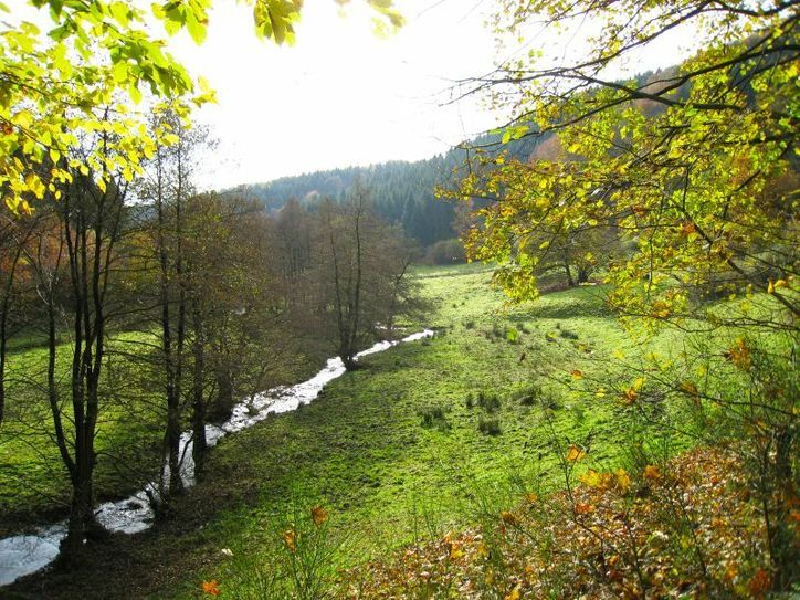 Die Auenlandschaft im Tiefenbachtal wird durchwandert.