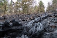 Brand bei Traisen am Rotenfels