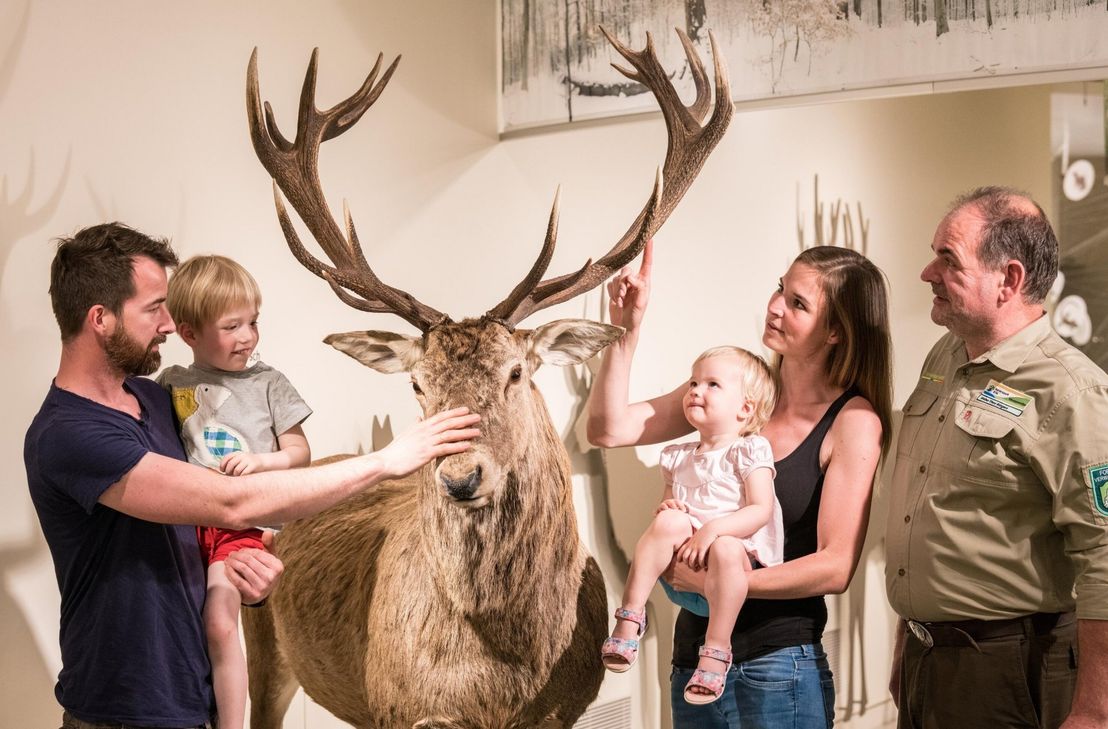 Auf Tuchfühlung mit dem größten Säugetier im Nationalpark Eifel gehen Gäste bei der Führung durch die Erlebnisausstellung »Wildnis(t)räume« in Vogelsang IP.