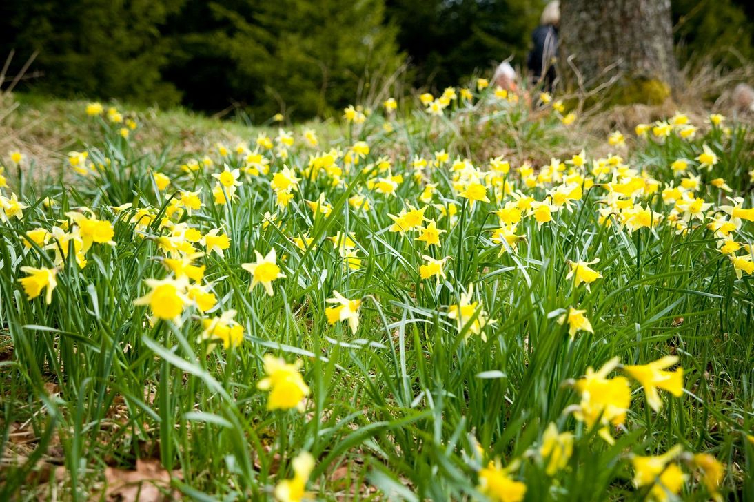 Am Sonntag, 22. April,  findet das Narzissenfest am Höfener Nationalparktor statt.