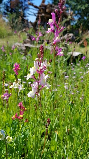 Eifeler Saatgut wird eine große Plattform geboten. Gartenfreunde sind am Sonntag, 20. März, nach Höfen geladen. Foto: H. Becker