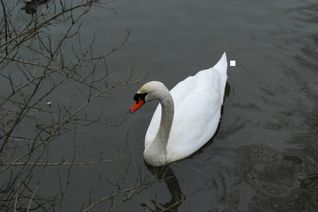 Foto: Symbolbild/Archiv