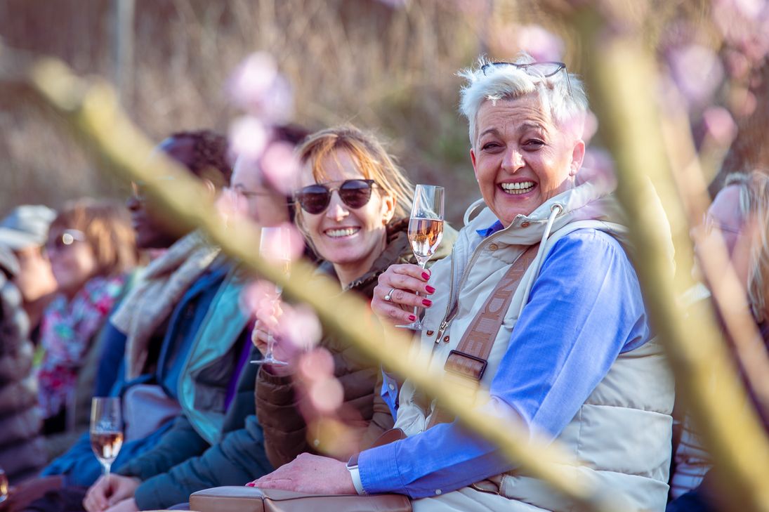 Die Blüte des Weinbergpfirsichs begeisterte wieder Gäste und Einheimische.
