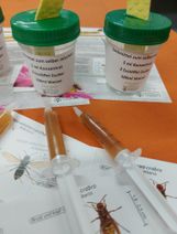 Die Locktöpfe und Lockmittel.