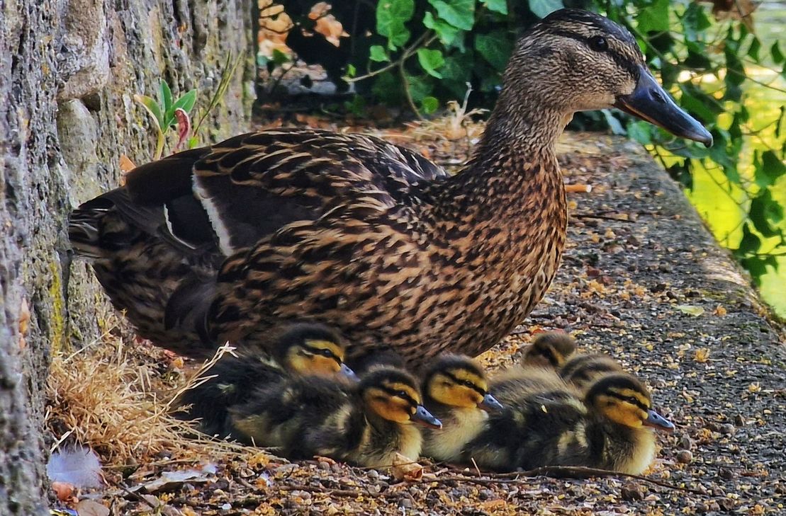 Ganz Kirn fieberte über vier Wochen mit der brüteten Entenmama und freute sich über neun Küken.