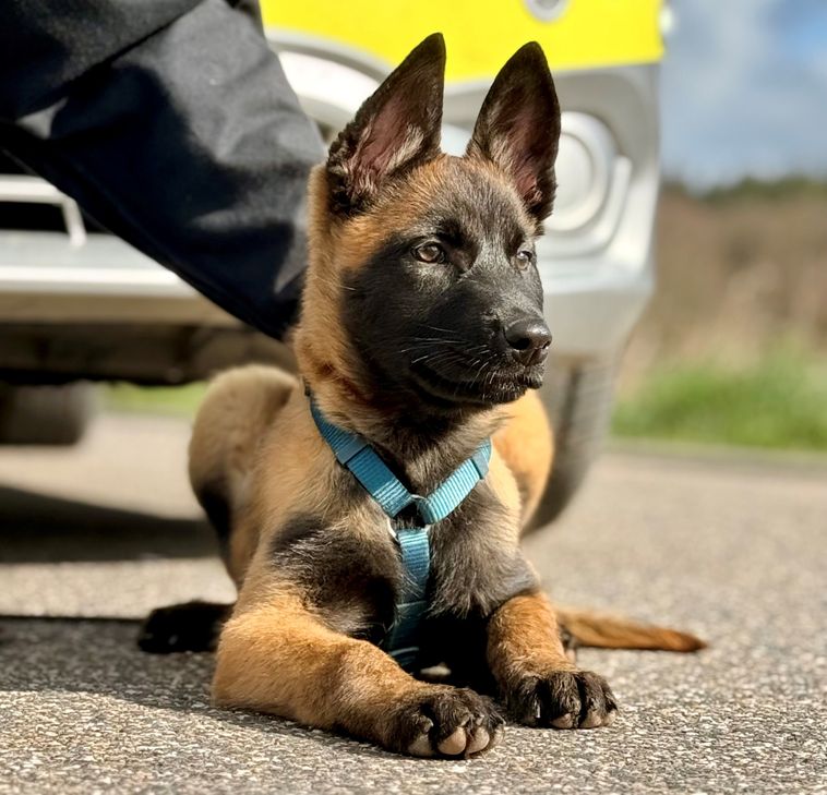 Neue »Azubildende« im Team der Kreispolizeibehörde Euskirchen ist Diensthündin »Mellon«.