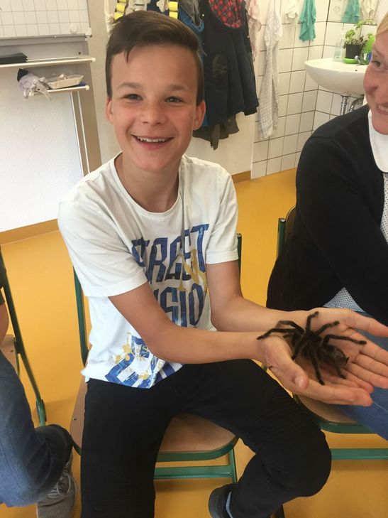 Vogelspinnen können sehr groß werden ...