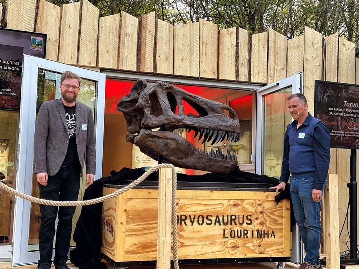 Dr. Achim Schwermann und Dr. Simão Mateus mit der Schädelrekonstruktion des Torvosaurus