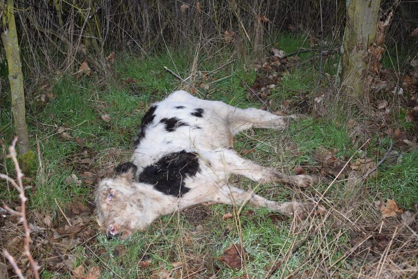 In der Nähe von Enzen wurde ein totes Kalb illegal entsorgt. Foto: Stadt Zülpich | Julia Schneider