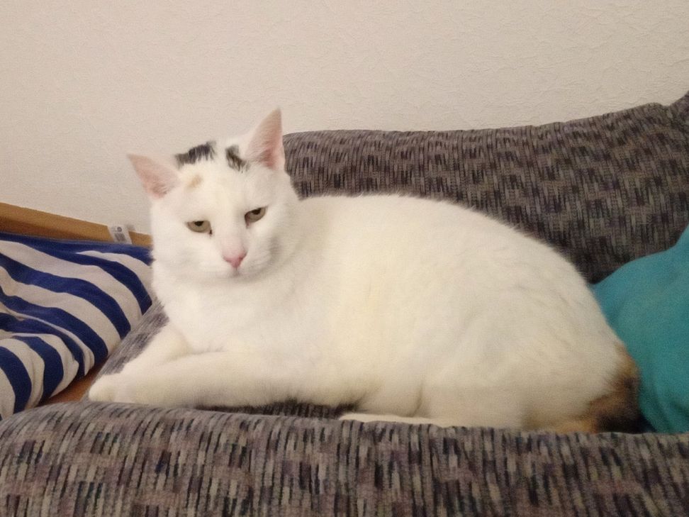 "Glückskatze" Rapunzel