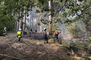 Zu einem Waldbrand kam es in Schwirzheim. Die Polizei sucht Zeugen.