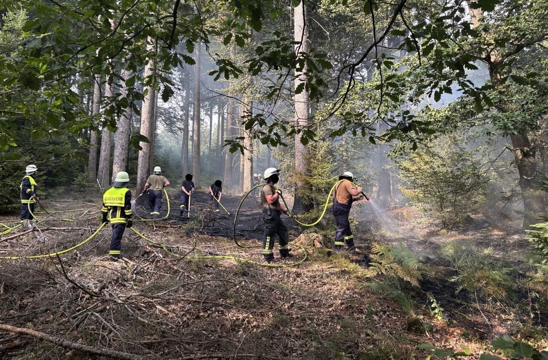 Zu einem Waldbrand kam es in Schwirzheim. Die Polizei sucht Zeugen.