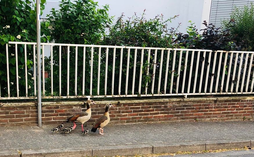 Zusammenhalt macht stark??
Dieses Foto entstand am 05.06.2023 in Bad Münster am Stein Ebernburg in der Rotenfelser Straße????