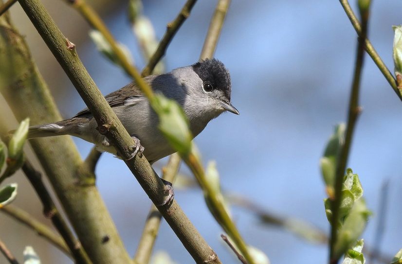 Die Heckenschonzeit beginnt ab dem 1. März. Sie dient dem Schutz von Vögeln – zum Beispiel der Mönchsgrasmücke – und anderen Tieren.