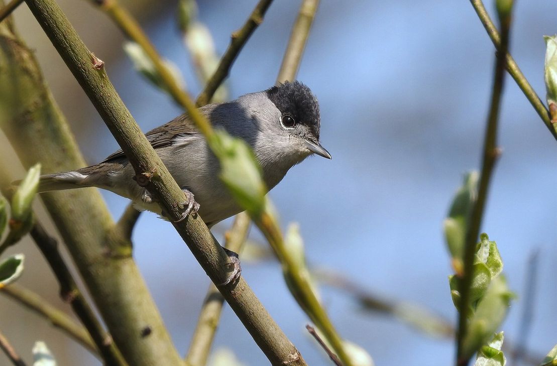 Die Heckenschonzeit beginnt ab dem 1. März. Sie dient dem Schutz von Vögeln – zum Beispiel der Mönchsgrasmücke – und anderen Tieren.