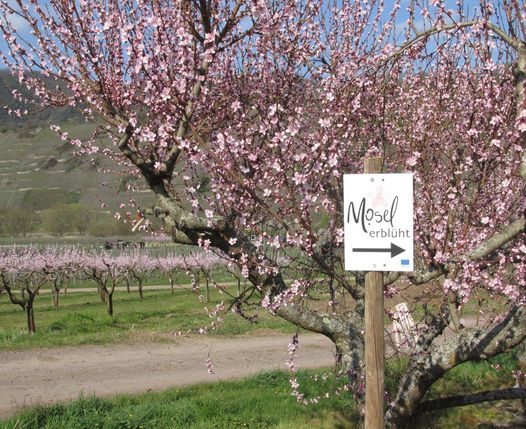 Der Rote Moselweinbergpfirsich steht derzeit entlang der Mosel in voller Blüte.