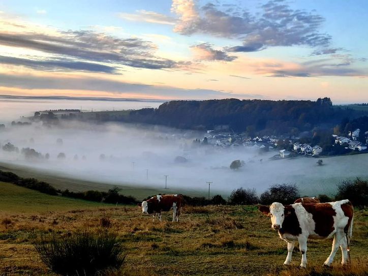 Dieses Foto ist eine 100%ige Zufallsaufnahme .
Auf dem Weg zur Arbeit musste ich einfach anhalten ...........die 2 Damen haben es auch bereits in den Trierischen Volksfreund geschafft.

LG Silke