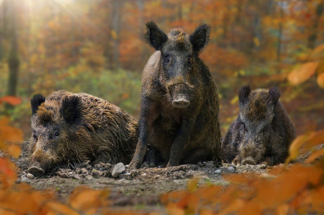 Wildschweine sind Überträger der Afrikanischen Schweinepest. Durch sie breitet sich der Erreger auch unter Hausschweinen aus und wird zur volkswirtschaftlichen Bedrohung. Foto: Imago/blickwinkel