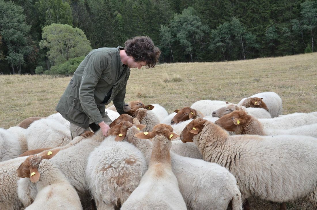 Benjamin Ibba umringt von seinen Coburger Fuchsschafen, die einst als »Eifeler Rotköpfe« die Region bevölkerten. Er und Vater Raymund leisten einen wertvollen Beitrag zum Erhalt der Artenvielfalt.  Fotos: T. Förster
