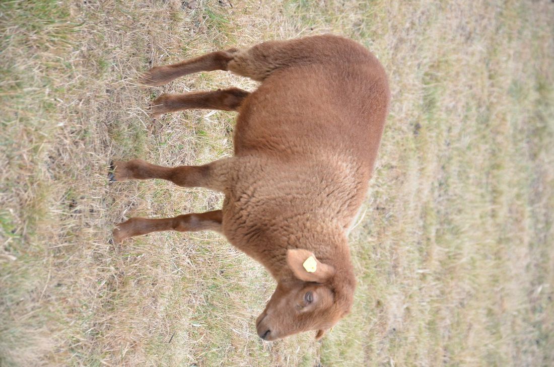 Das »Coburger Fuchsschaf« kommt mit braunem Vlies zur Welt. Der dunkle Goldton erwachsener Tiere macht die »Eifeler rotköpfe« wertvoll. Fotos: T. Förster