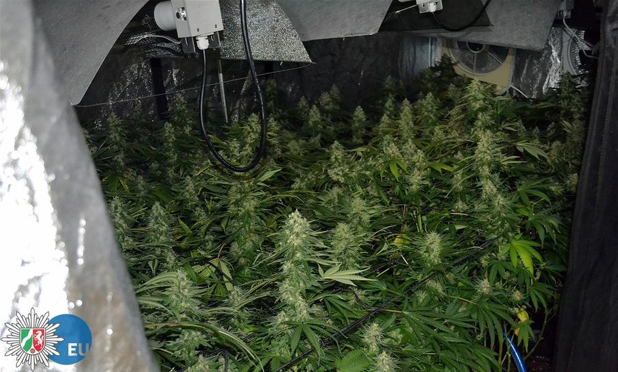 Rund 200 Cannabis-Pflanzen stellte die Polizei in Houverath sicher. Foto: Polizei