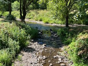 Erheblich sanken die Wasserstände auch in Kronweiler, wo der Schwollbach in die Nahe mündet. Daher weist die untere Wasserbehörde darauf hin, dass
Wasserentnahmen aus Gewässern zu unterlassen sind.