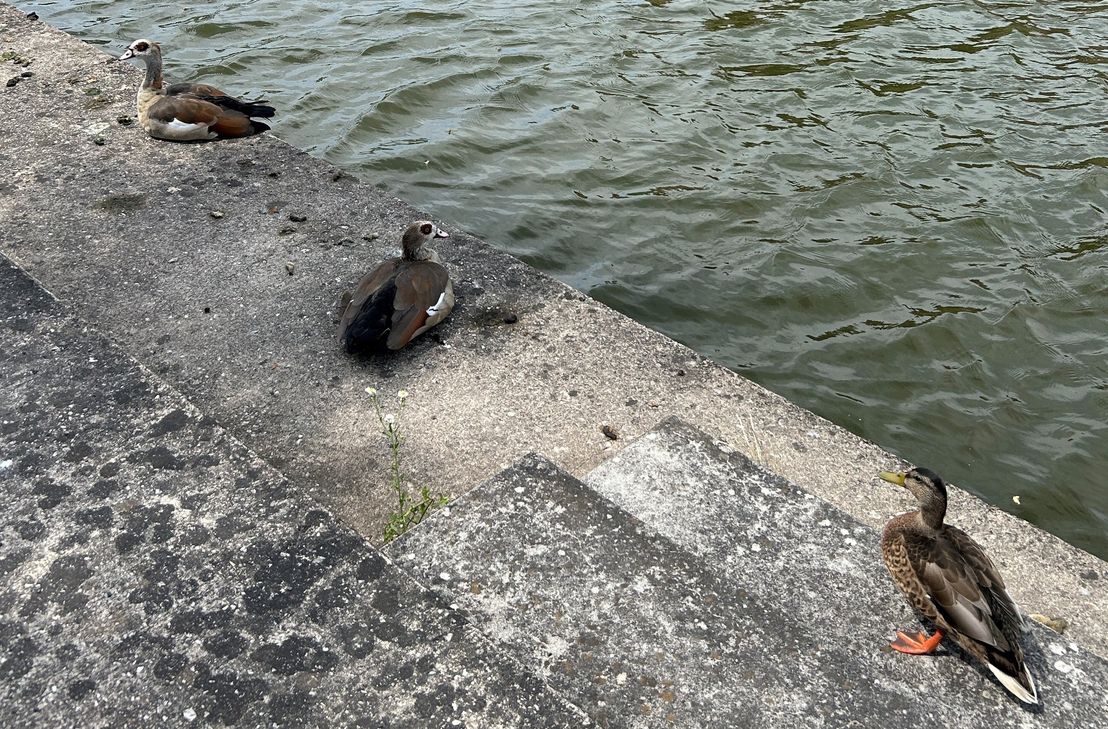 Zwei Nilgänse und eine Stockente beim Wasserband auf dem Trierer Petrisberg.