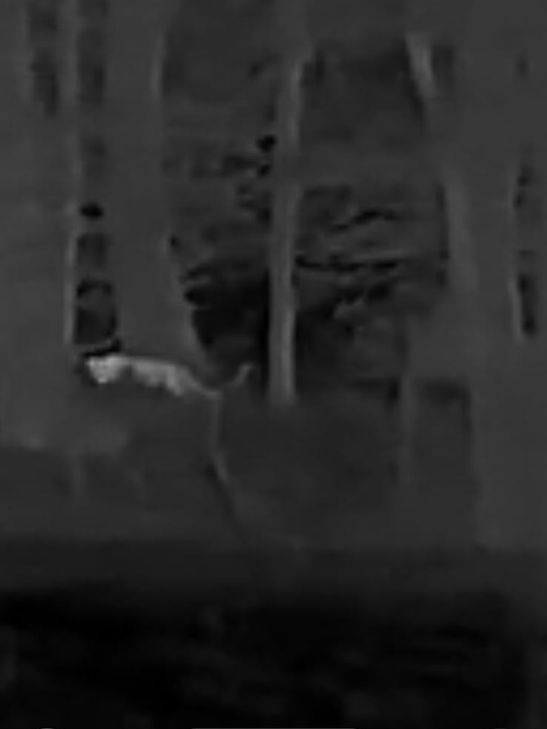 Diese Aufnahme wurde von einem Jäger Mitte November gemacht.