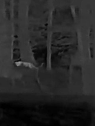 Diese Aufnahme wurde von einem Jäger Mitte November gemacht.