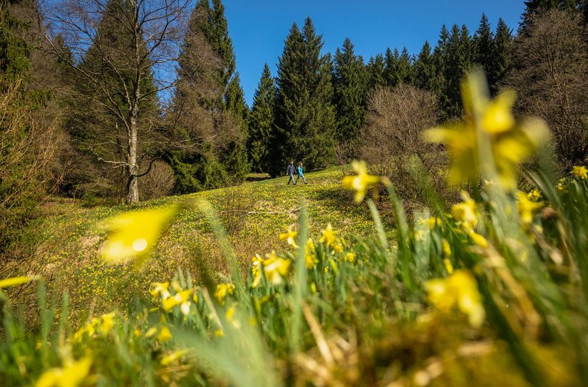 Das Naturschauspiel des gelben Blütenmeeres, geführte Touren und viele Aktivitäten locken zum Narzissenfest nach Höfen oder Rocherath.