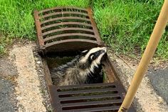 Die Dachsrettung im Brückes war der 500. Einsatz der Freiwilligen Feuerwehr in diesem Jahr.