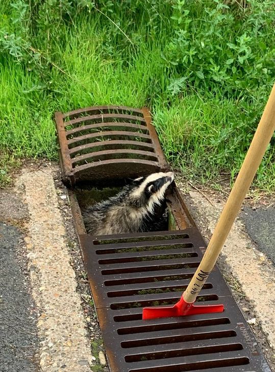 Die Dachsrettung im Brückes war der 500. Einsatz der Freiwilligen Feuerwehr in diesem Jahr.