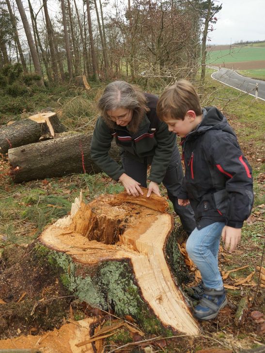 Die Försterin Elke Schmidt-Ebi erklärt dem achtjährigen Dominik Bach aus Nachtsheim warum unter anderem diese Fichte gefällt werden musste.