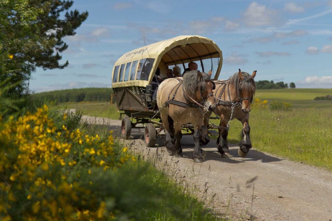 Eine Tour mit der Pferdekutsche gehört zu den Angeboten des Nationalparktores.Foto: M.Harzheim