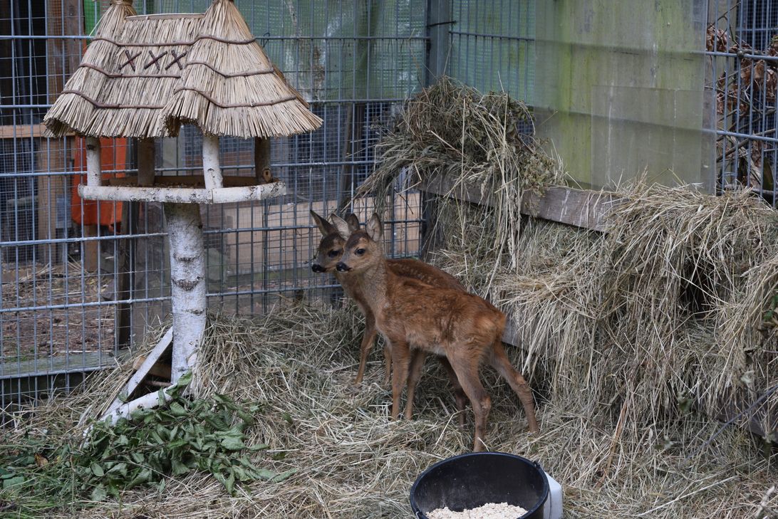 Das Foto zeigt zwei der insgesamt fünf verwaisten Rehkitze, die Elif Istemi in ihrer Auffangstation versorgt.