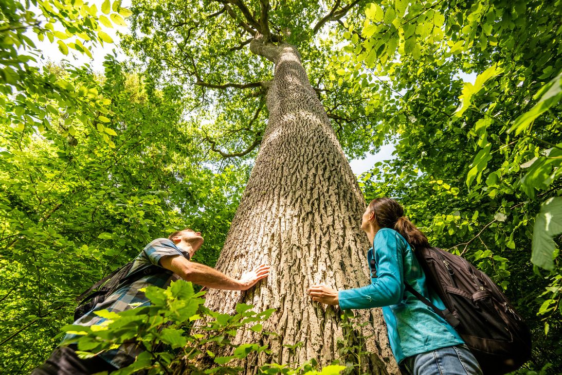 Geführte Erlebniswanderung am 10. September durch den Klammerwald bei Körperich, vorbei an dieser 35 Meter hohen Königseiche.