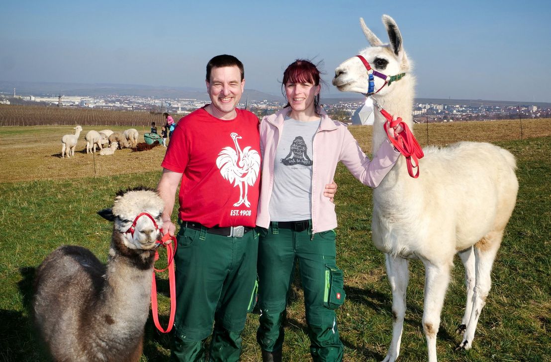 Zusammen mit Mareike und Jürgen Fischer vom "Alpakahof NaturNahe" verlost der WochenSpiegel zehn Panoramatouren für je zwei Personen - wahlweise mit Alpaka oder Esel.