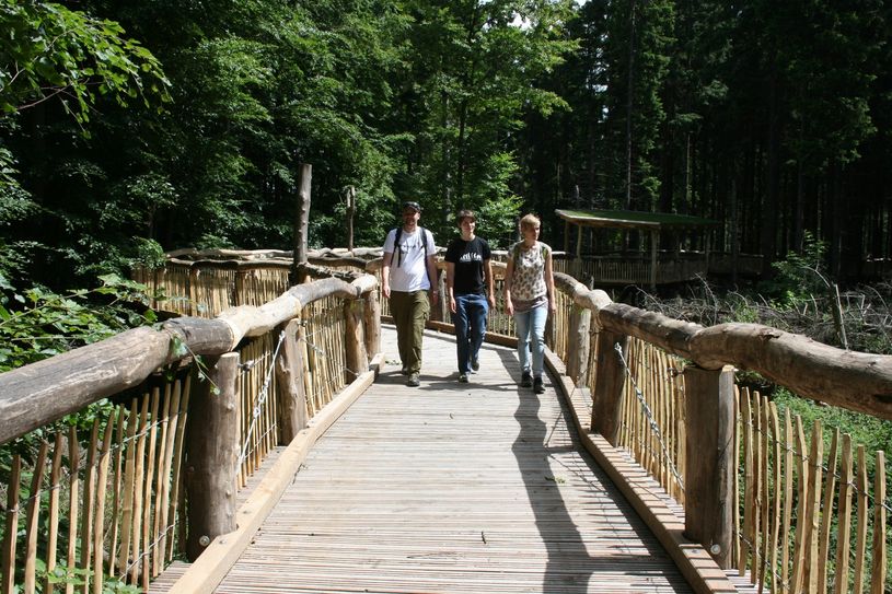 Ein Holzsteg ermöglicht neue Einblicke in die Natur.