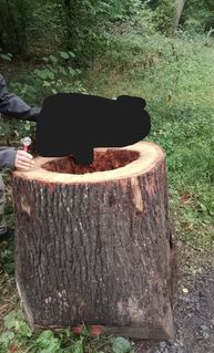 Es handelt sich um diesen Baumstumpf