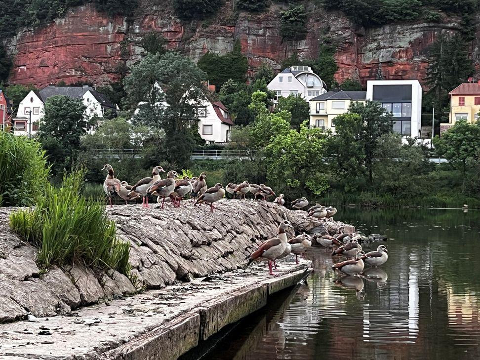 Früher genossen hier menschliche Besucher das laue Abendlüftchen am Trierer Moselufer. Heute ist der Steg fest in Gänsehand – und so übersät mit ihren Hinterlassenschaften, dass er als Sitzplatz nicht mehr taugt.