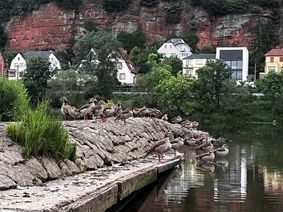 Früher genossen hier menschliche Besucher das laue Abendlüftchen am Trierer Moselufer. Heute ist der Steg fest in Gänsehand – und so übersät mit ihren Hinterlassenschaften, dass er als Sitzplatz nicht mehr taugt.
