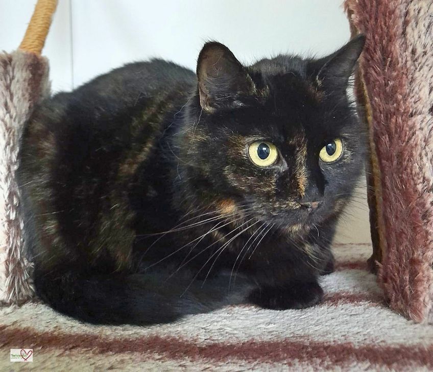 Mucki sucht ein neues Zuhause.